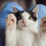 Apa Fungsi Kumis pada Kucing