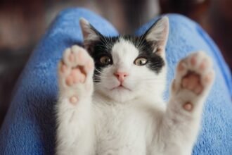 Apa Fungsi Kumis pada Kucing